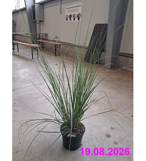 Cortaderia sell. 'Pumila' C 5 L